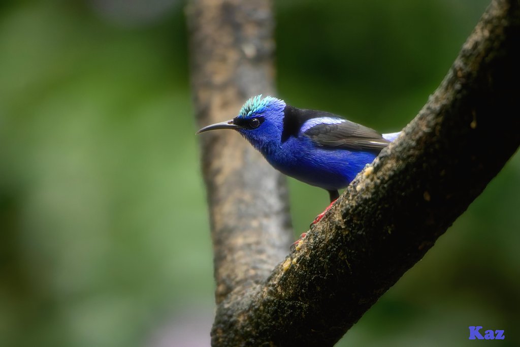 Costa Rica 17