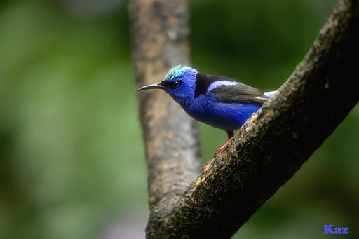 Costa Rica 17
