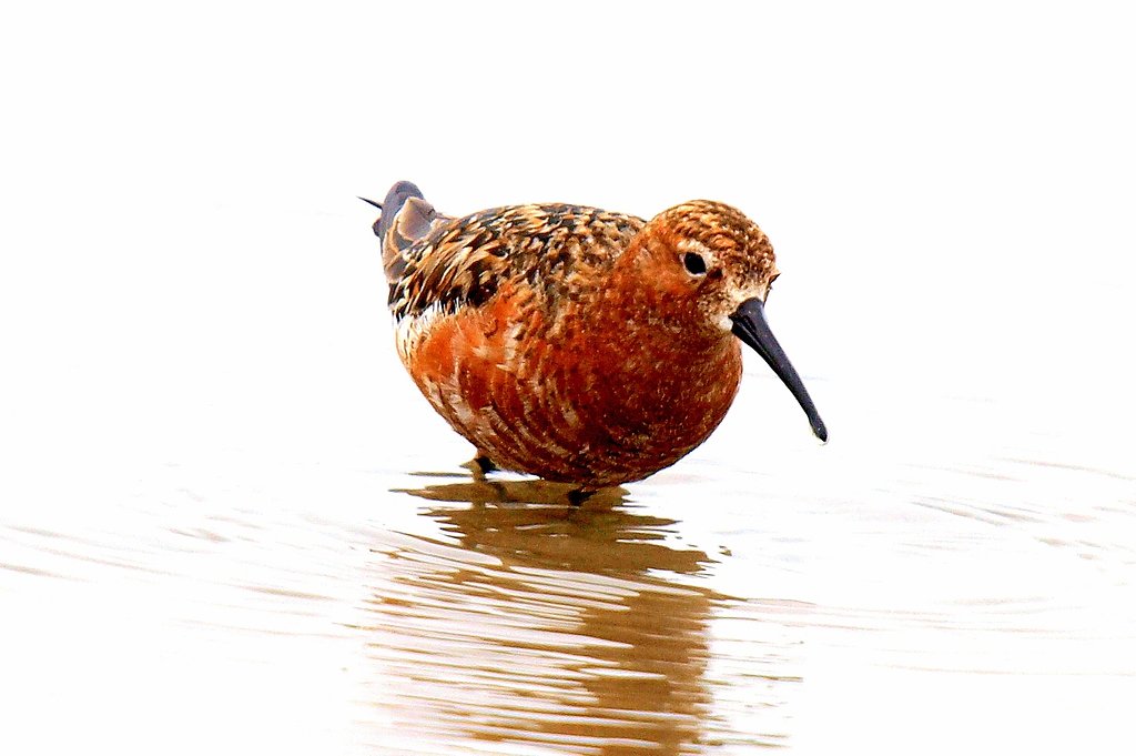 赤い水鳥