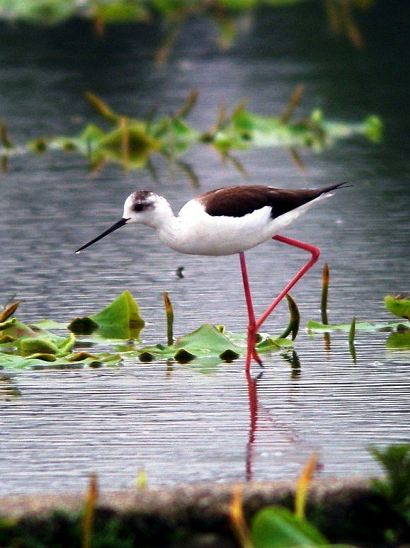 【長】い足の鳥