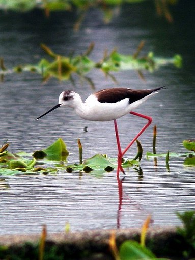 【長】い足の鳥