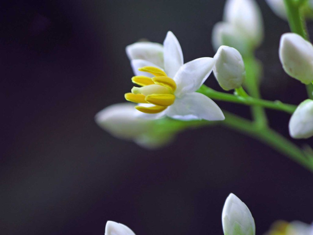 南天の花