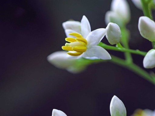 南天の花