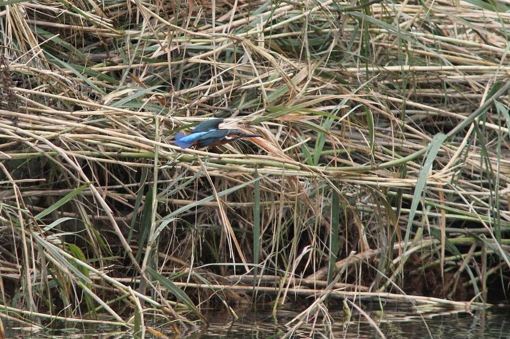 ノンストップ