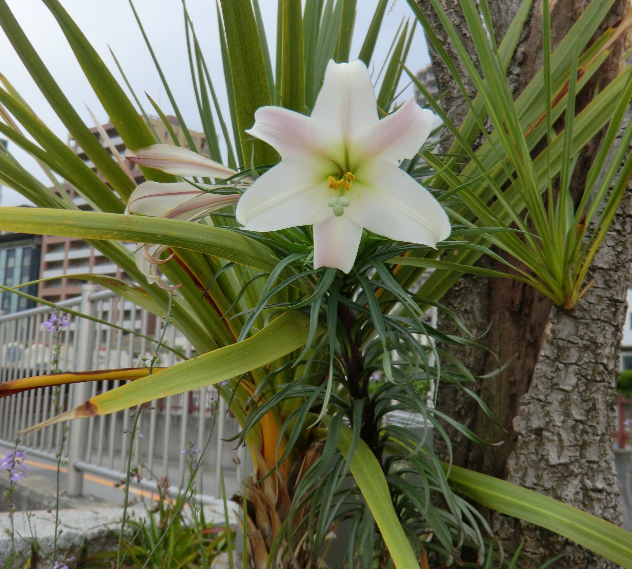 百合