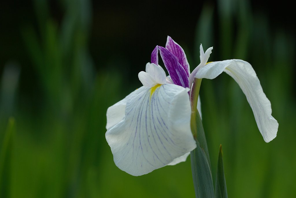 花菖蒲