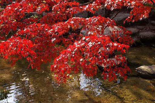 紅葉谷にて@宮島
