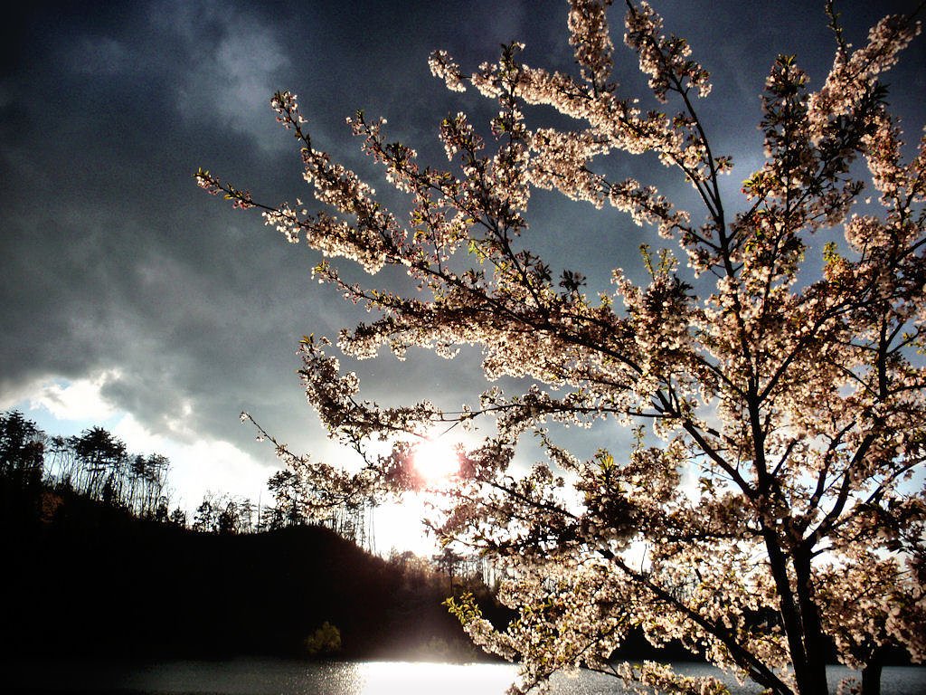 今年の桜は