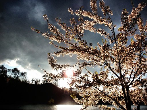 今年の桜は