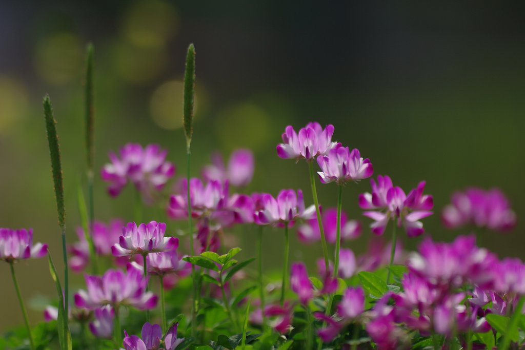 【質】　上質の蜜が採れます
