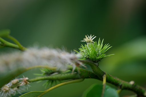 クリの雌花