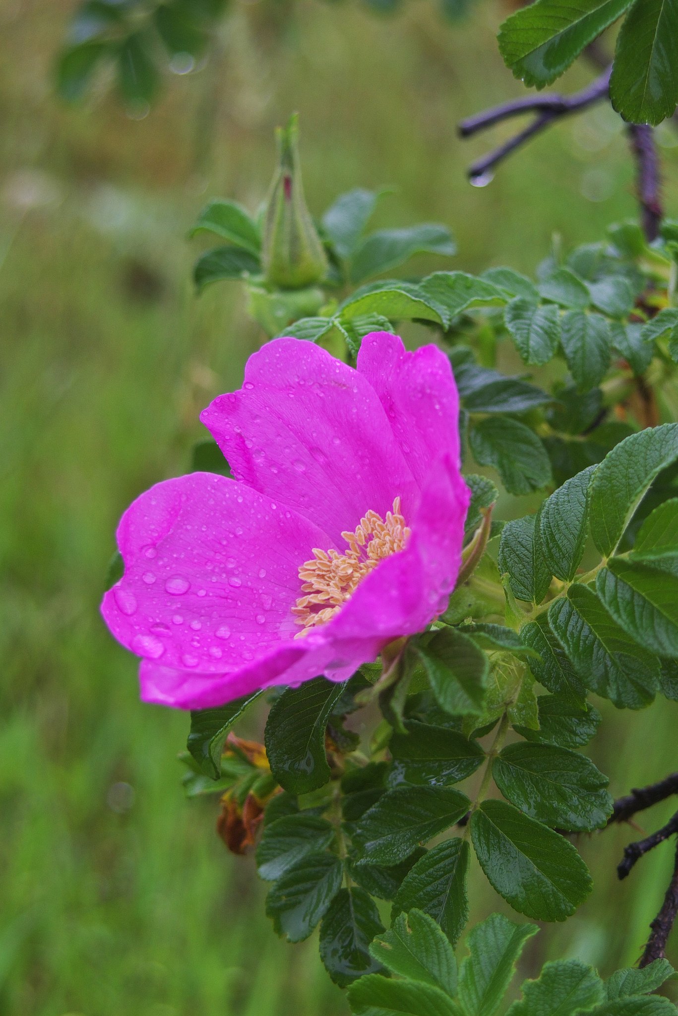 降りしきる大雨の中で開花!