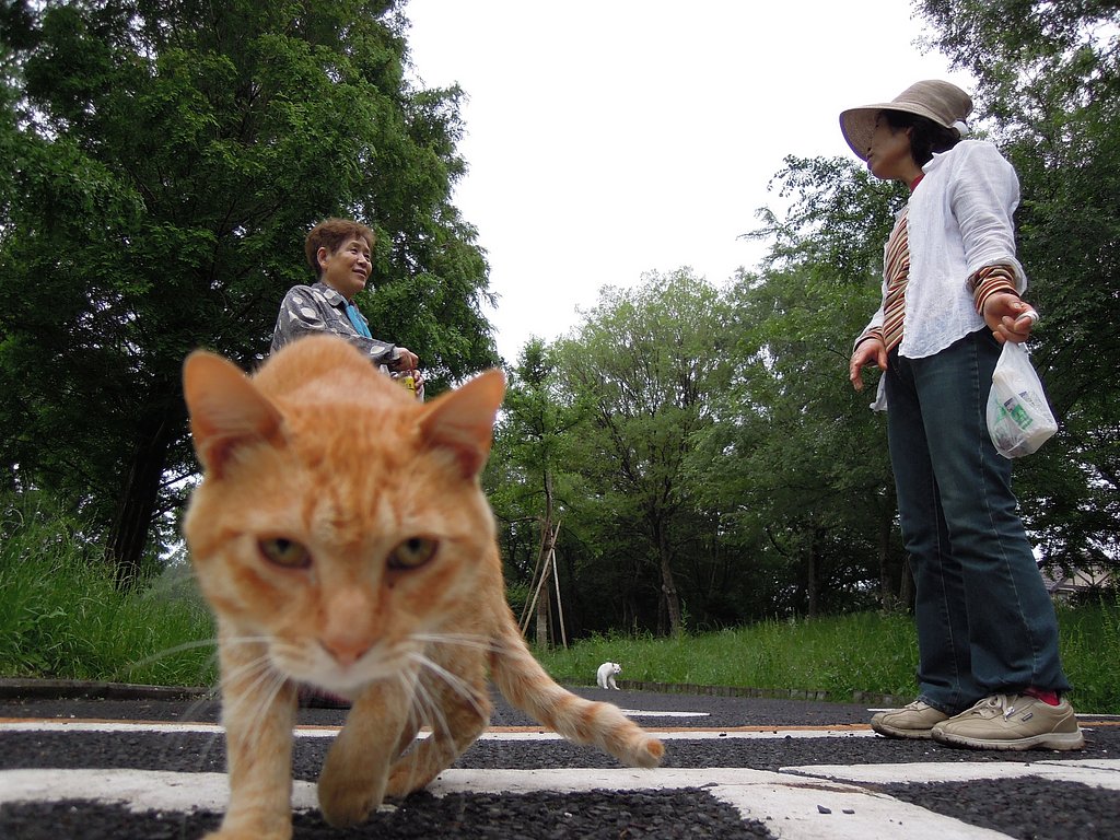 ドヤ！猫　Ⅲ
