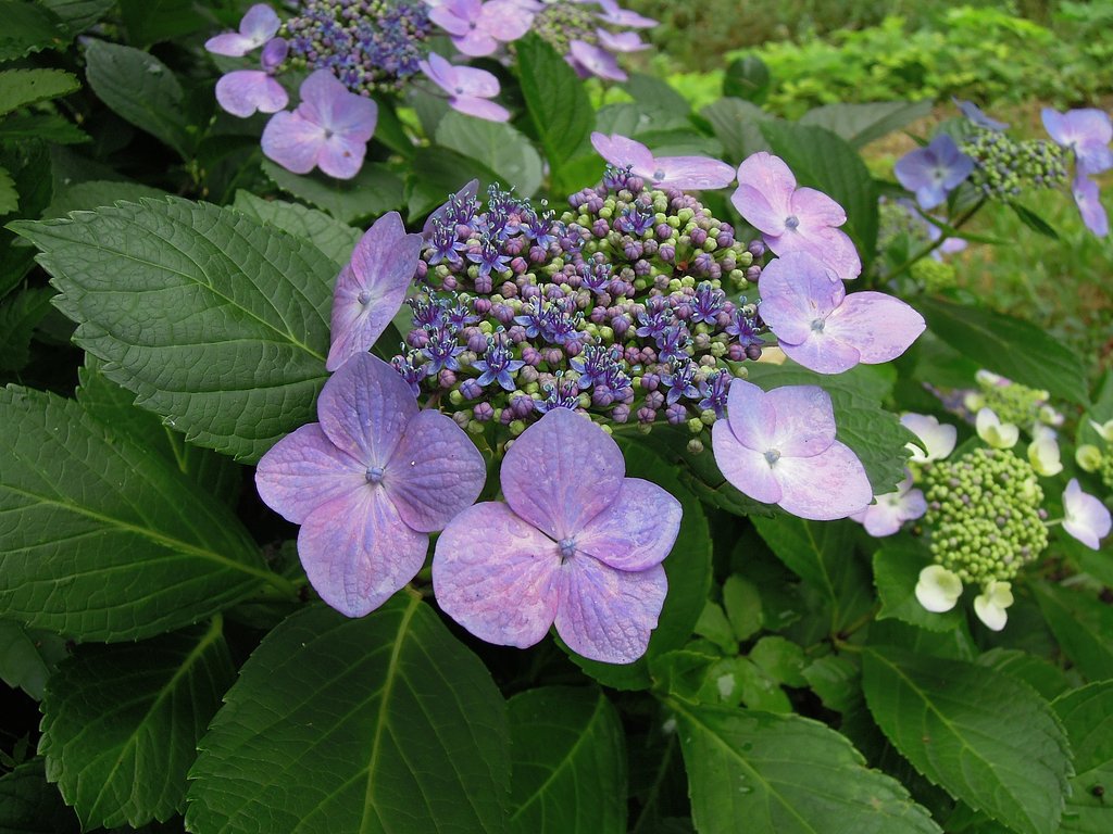 梅雨に咲く紫陽花