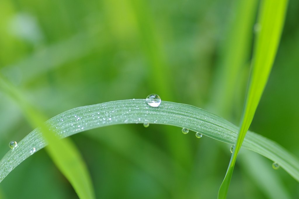 朝露