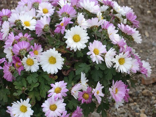 菊の花