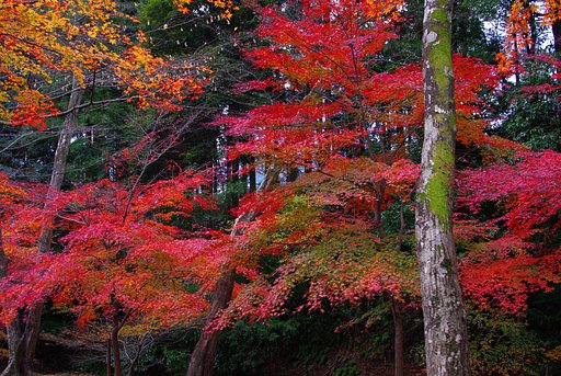 紅葉