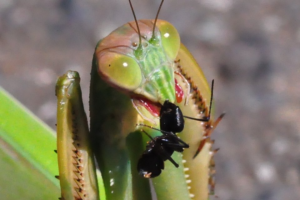 カマキリ