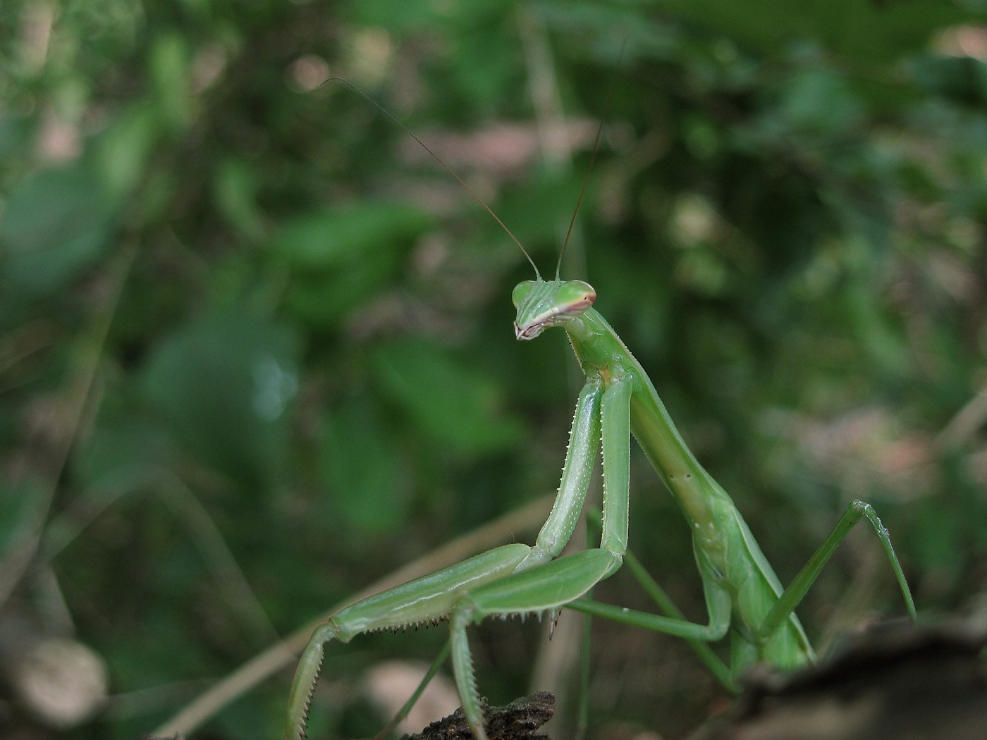 オオカマキリ