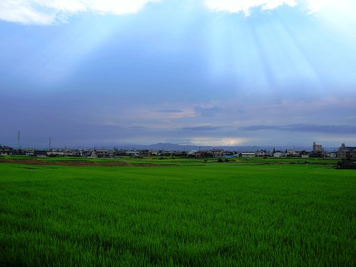 田園