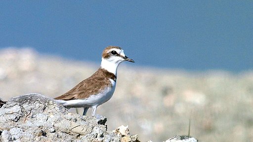 シロチドリ