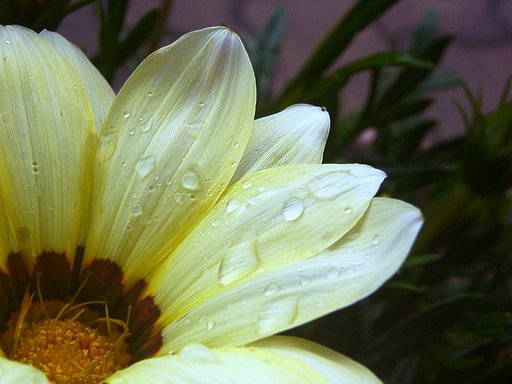 雨にもめげず