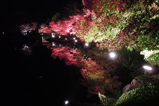 【逆光】紅葉