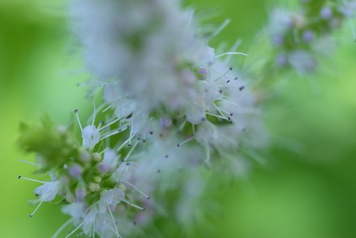 ハーブの花です