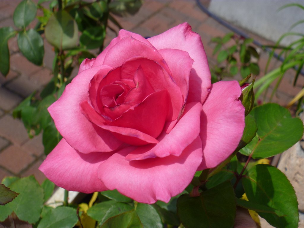 薔薇19