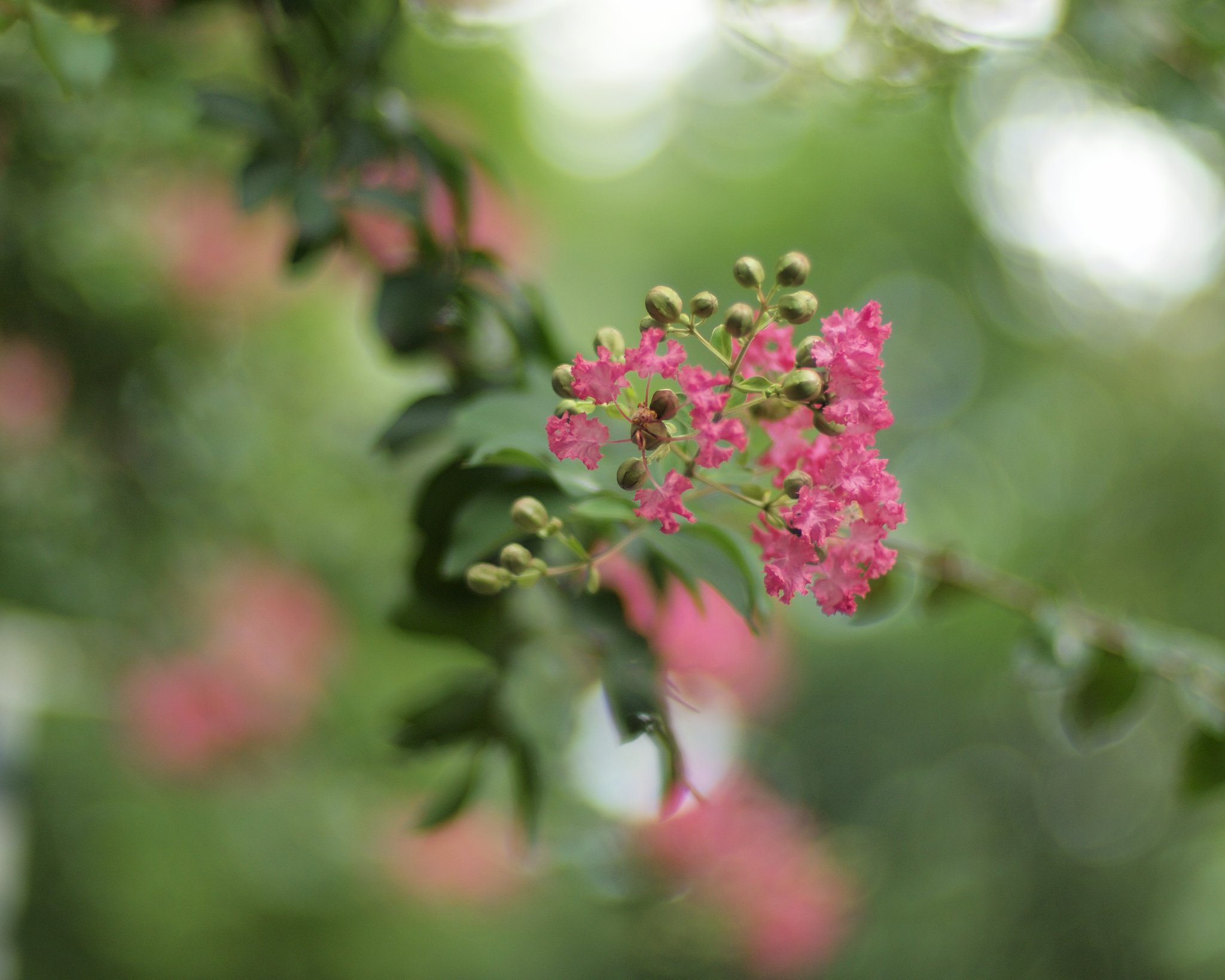 父親が好きな花でした。