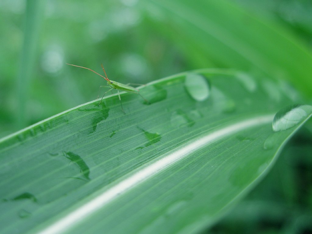 緑草の【筋肌】濡れた平行脈に