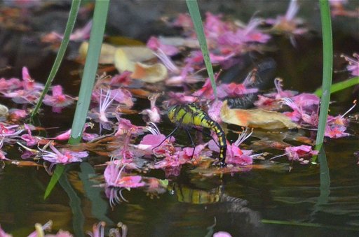 クロスジギンヤンマ(産卵)