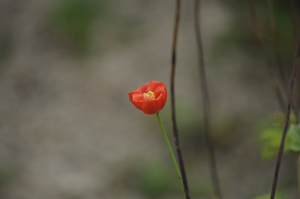 【肌】オレンジ花