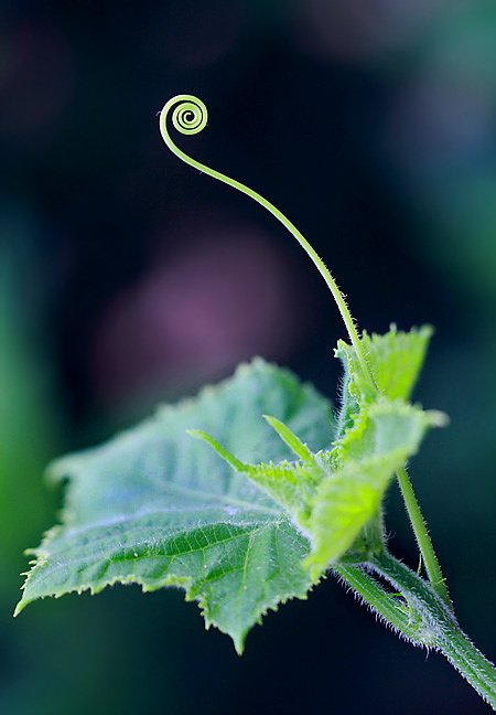 キュウリの花