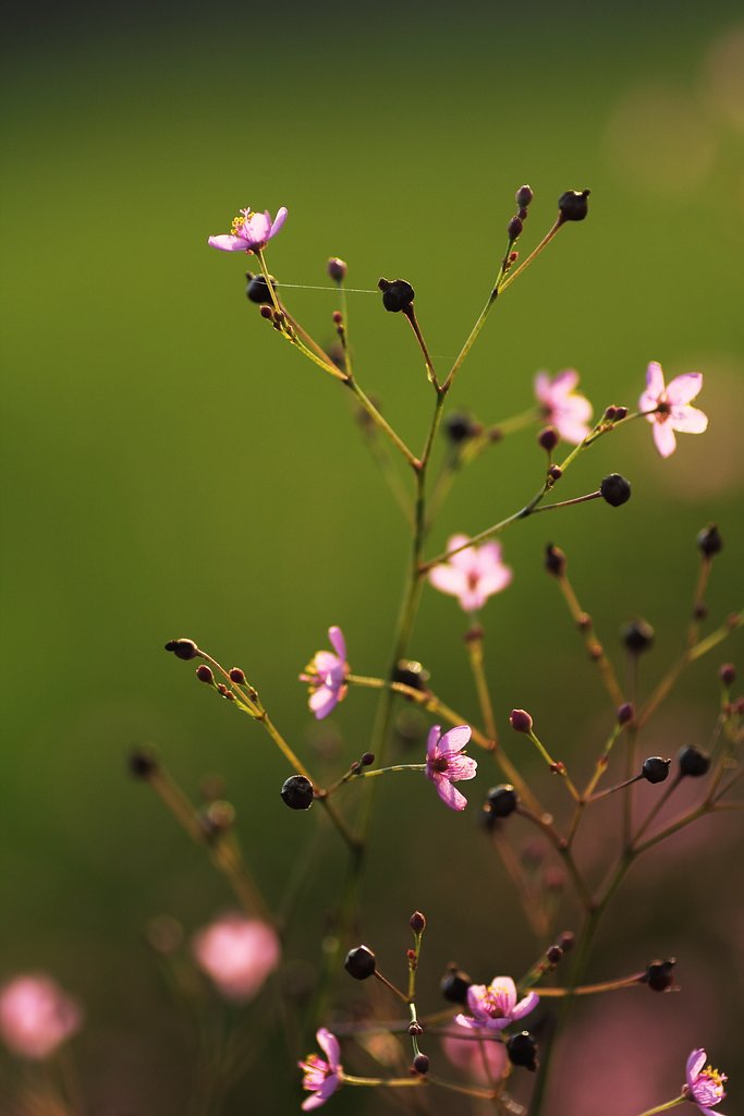 輝く小花たち