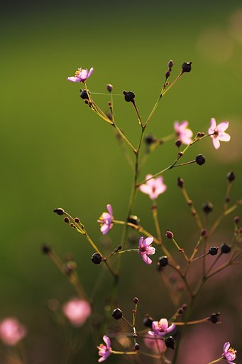 輝く小花たち