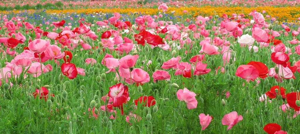 [質]花畑