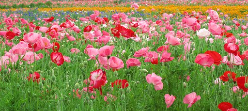 [質]花畑