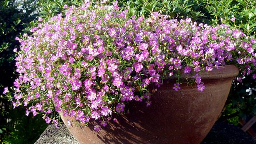 花の名前を教えてA