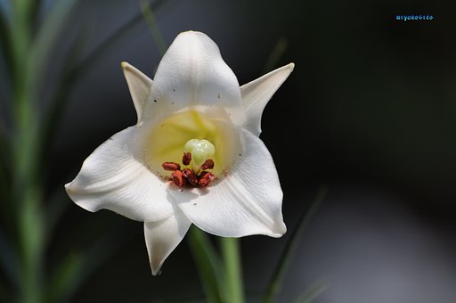 百合