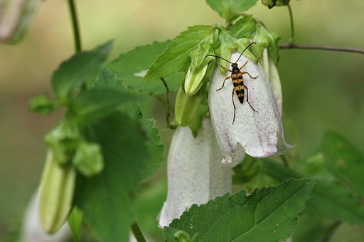 この虫が蛍だったら