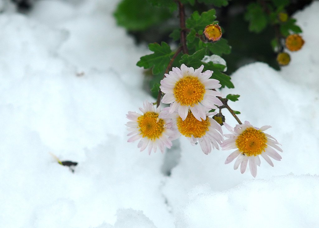 雪には強い