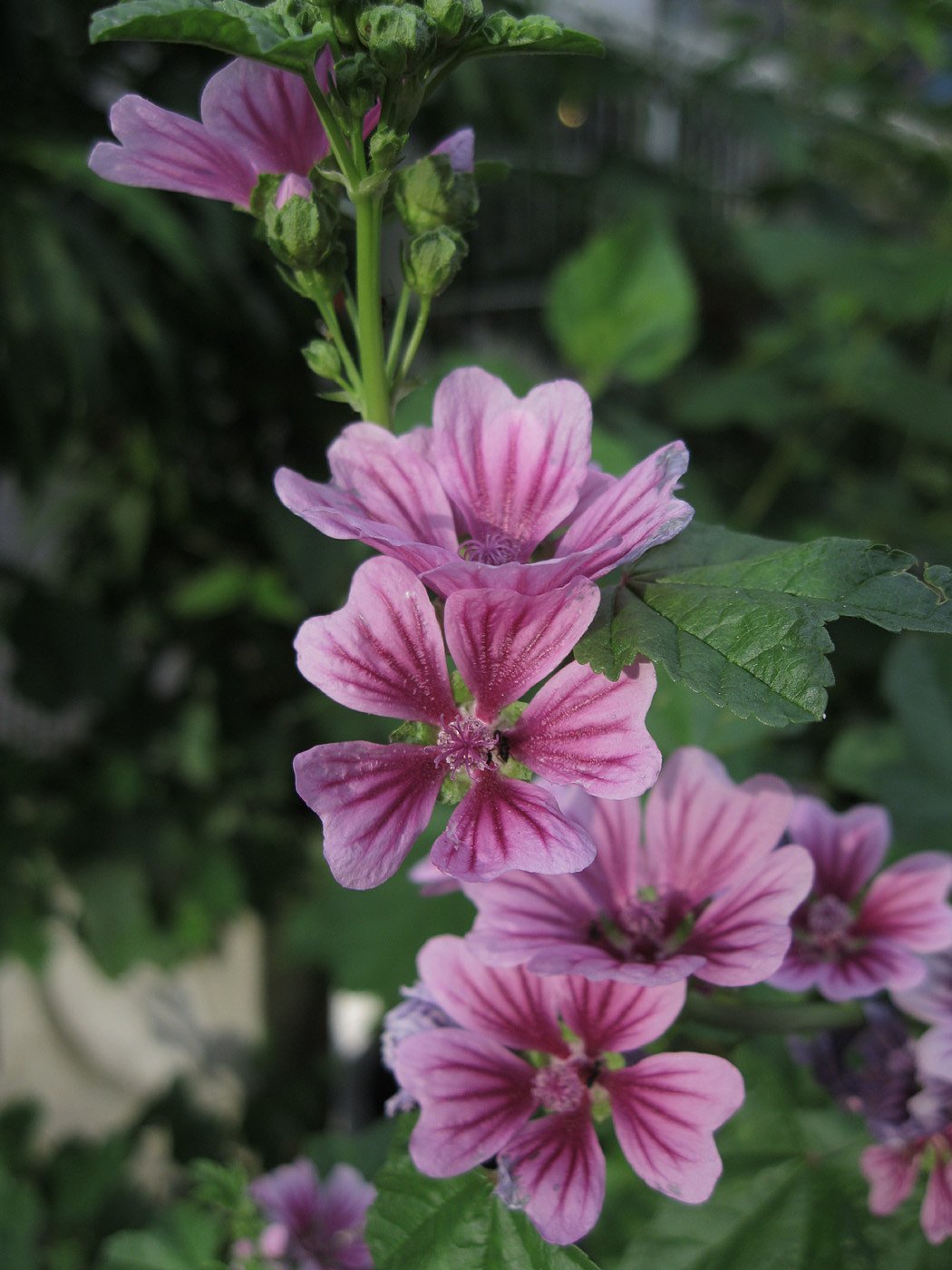 小さなアオイ？の花