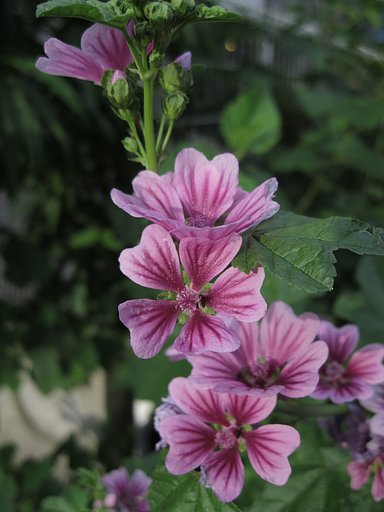 小さなアオイ？の花