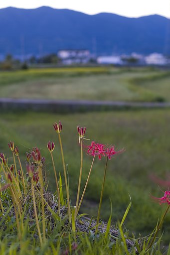 はな