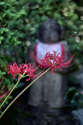 彼岸花と地蔵