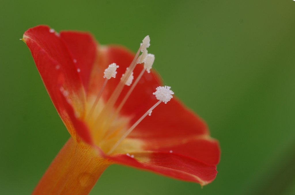 吹き出す花粉