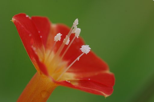 吹き出す花粉