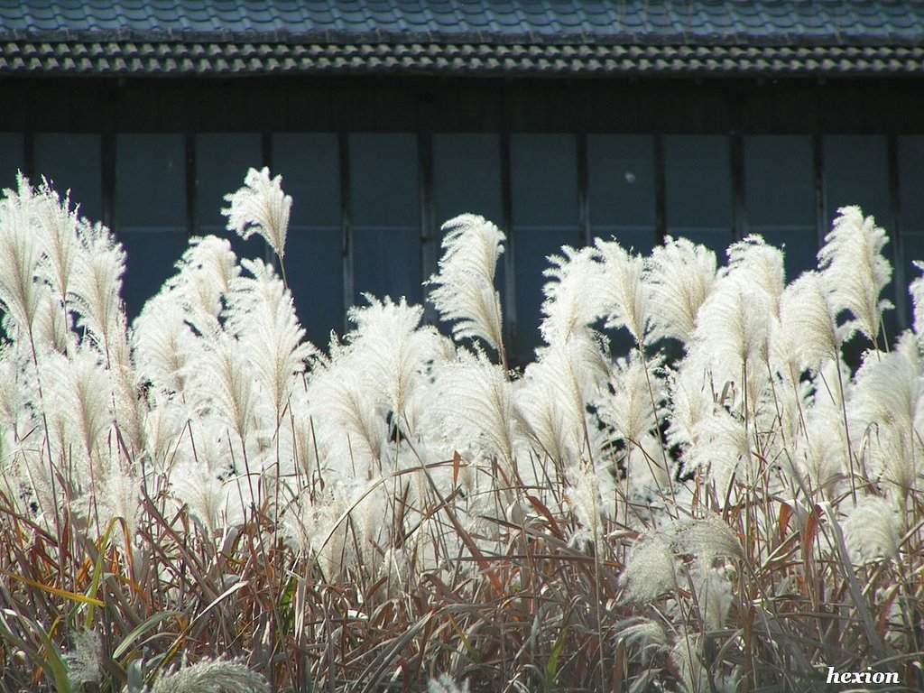 工場裏のススキ