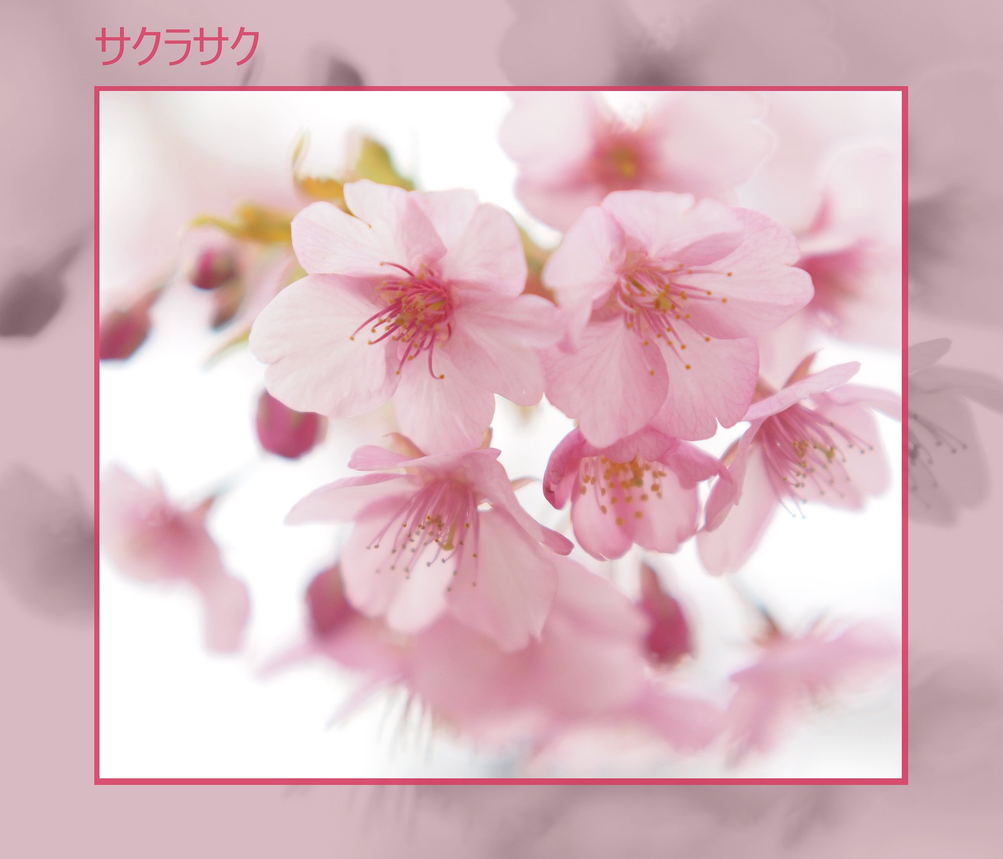 【この一曲】サクラサク